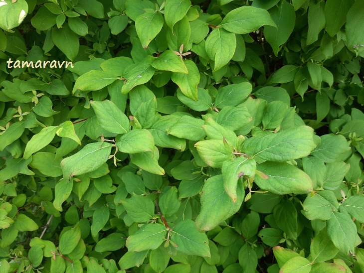 Абелия корейская / Забелия двуцветковая разновидность корейская (Abelia coreana, =Zabelia biflora var. coreana)