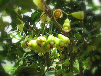 TABULAMPOT Bibit tanaman buah  tabulampot