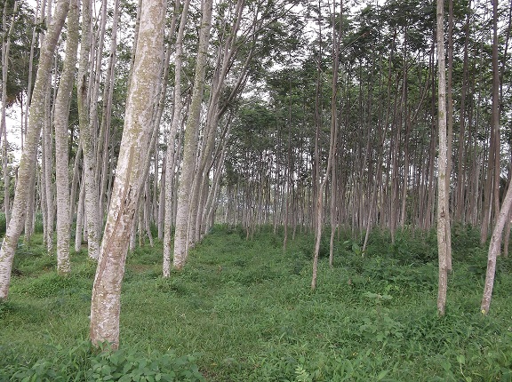  Pohon  Sengon Laut paling banyak ditanam warga Bandar Angin