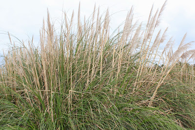 Helm - Helm - Calamagrostis arenaria