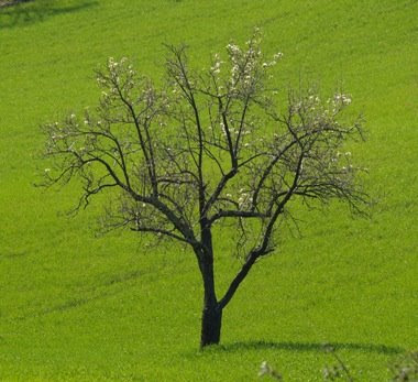 Una quercia svetta sul grano verde smeraldo. Foto di Andrea Mangoni. 