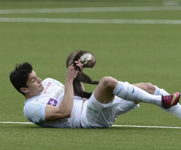 Swiss soccer team got trolled by a Weasel