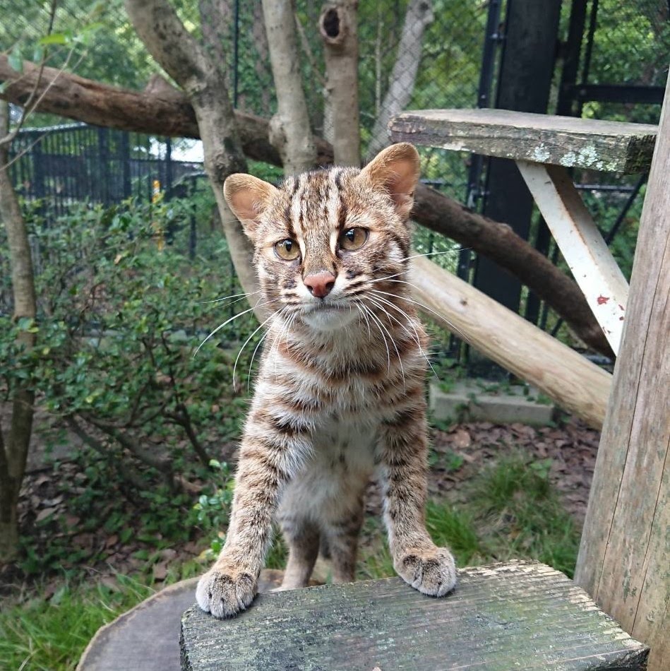 福岡市動物園ブログ ツシマヤマネコマンス 動物情報館zoolabでネコミミヘアバンドを作りませんか 福岡市動物園ブログ ツシマヤマネコマンス 動物情報館zoolabでネコミミヘアバンドを作りませんか