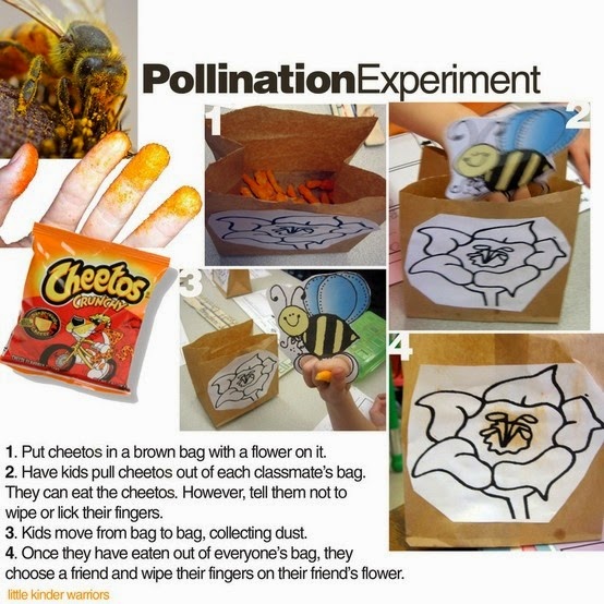 HOW TO-Pollination experiment- cheetos 