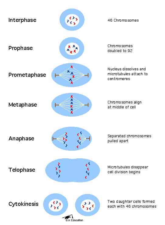 animal cell prophase. Animal Cell Prophase.