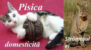 Domesticire pisica