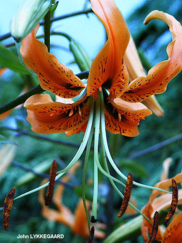 Лилия Росторна (Lilium rosthornii)