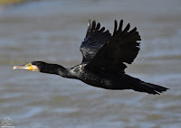 cormorán grande (Phalacrocorax carbo)​ 