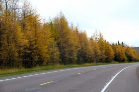 photo of North Shore tamaracks