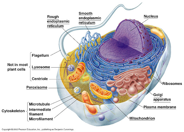  Struktur  Sel Hewan  de Biology