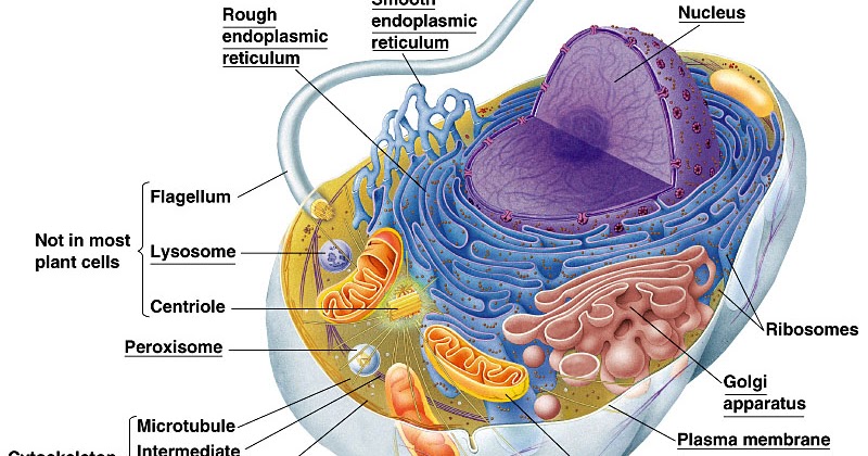 Soal Biologi Beserta Pembahasan Tentang Sel  Kelas 11 SEL  