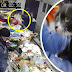 (Video) 'Kalau tak nak beli, jangan buat camni' - Kucing ditemui dalam plastik di pusat pembuangan sampah