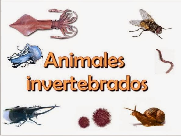 http://www.ceiploreto.es/sugerencias/juntadeandalucia/la_tierra/invertebrados/indexinvertebrados.html