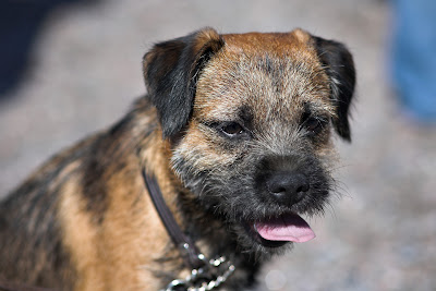 border terrier dogs