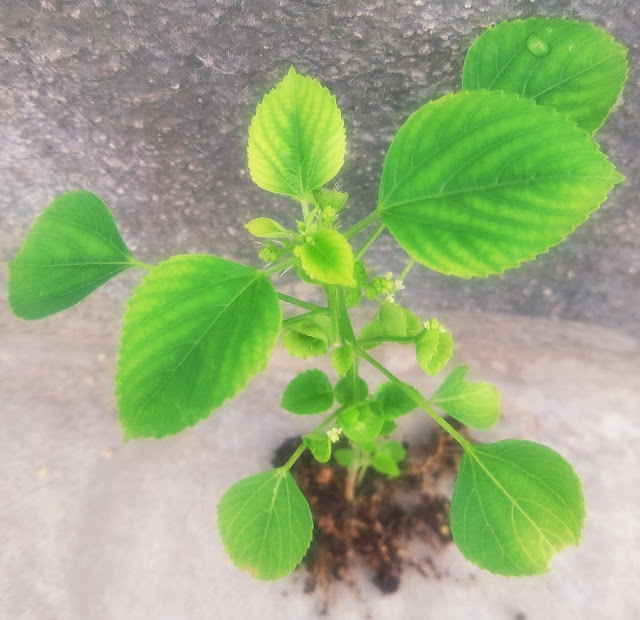 குப்பைமேனி மருத்துவ பயன்கள் - kuppaimeni medicinal uses