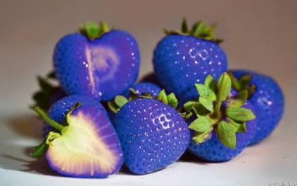 Strawberry Ungu (Purple Wonder)