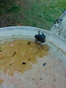frog feeding at bird bath