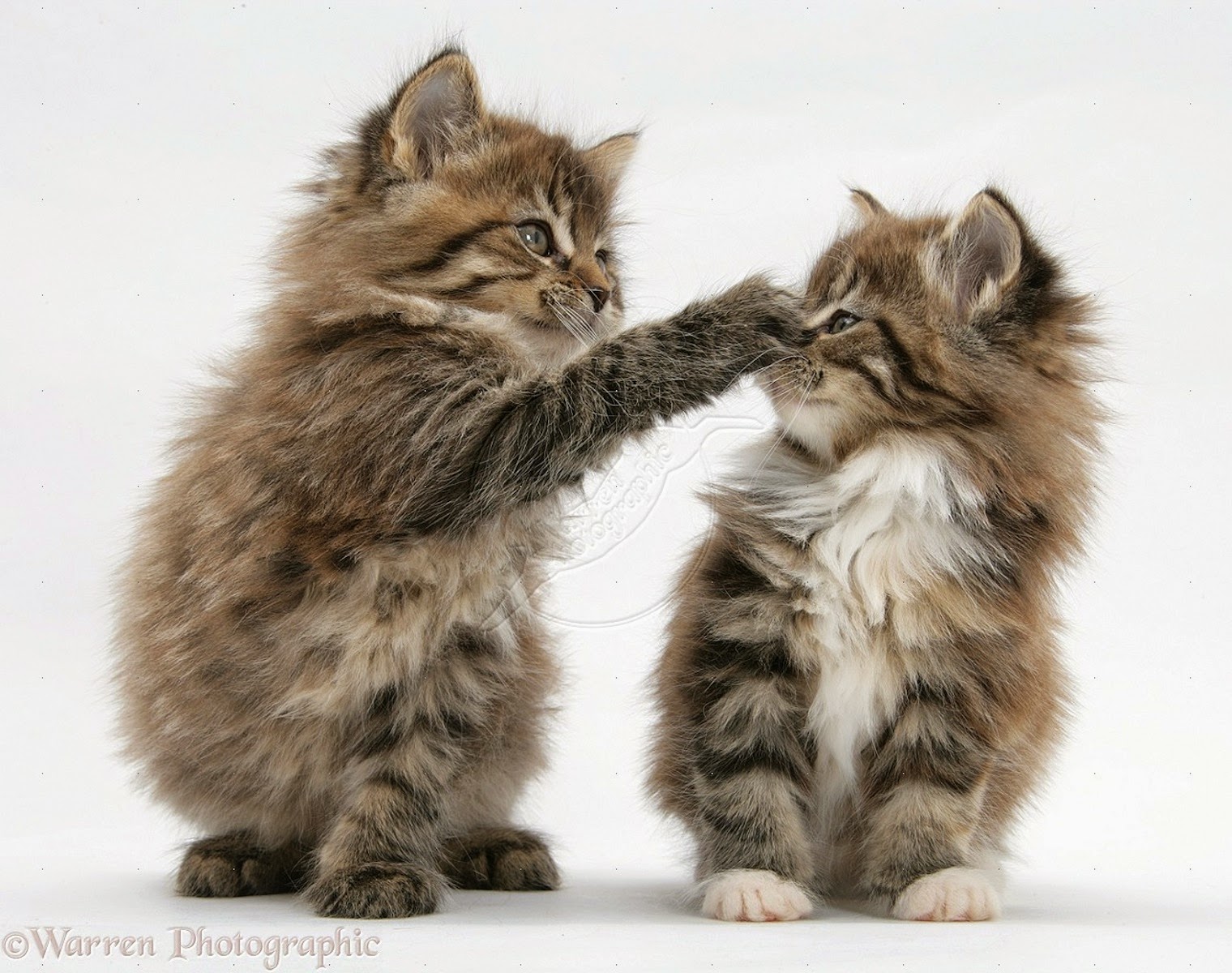 150 Gambar Kucing Lucu dan Imut Anggora Persia Maine 