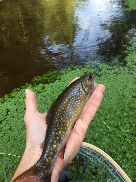 Red Brook Wareham MA Trout