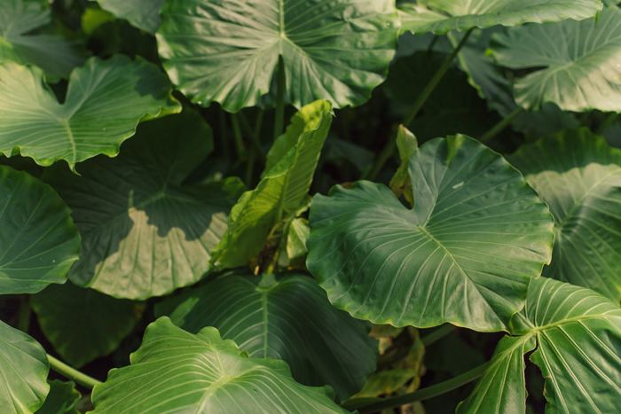 tropical plants