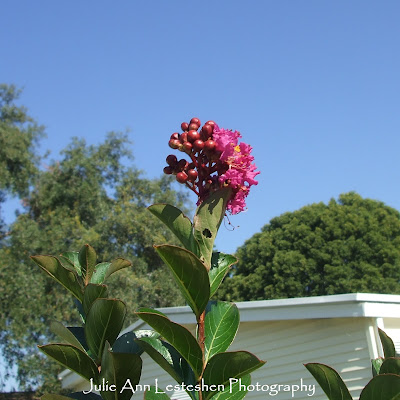 miss sandra crape myrtle fuchsia blossom