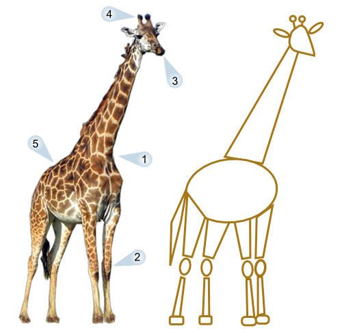 Cartoon giraffe photo picture