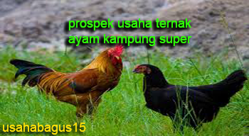 Prospek Usaha Ternak Ayam Kampung Super