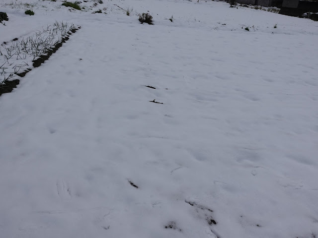 ２月８日冬の雪が残る田畑の風景