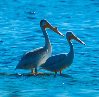 Bird Names For Ladies Pets, Birds & Wildlife