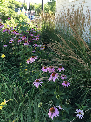 purple coneflowers