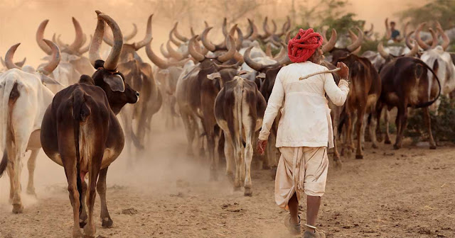 cow herder india