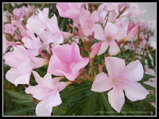 pink flowers