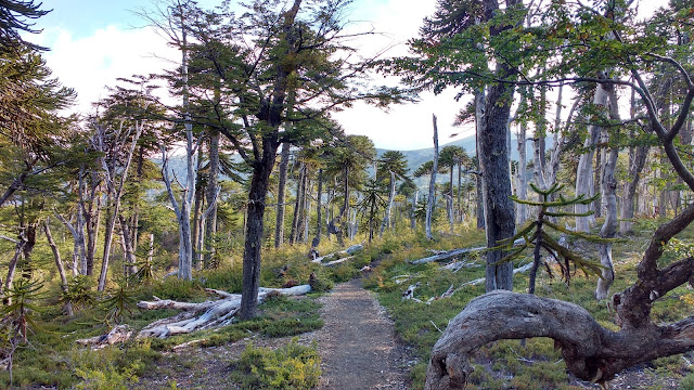 Parque Nacional Villarrica, Chile