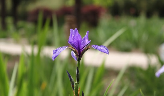 Iris Flowers Pictures