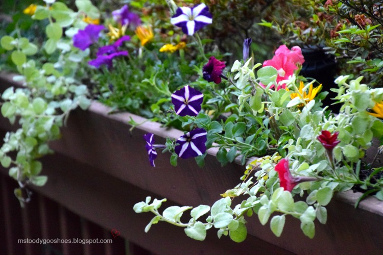10 CONTAINER GARDEN IDEAS | Ms. Toody Goo Shoes