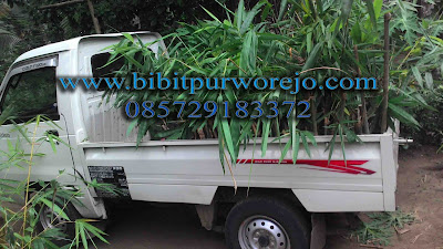 jual bibit bambu wulung, bibit bambu wulung purworejo, bibit bambu hitam, bambu wulung, jual bibit bambu wulung, bambu wulung, bibit bambu wulung, jual bibit hitam , bambu wulung purworejo, jual bibit bambu purworejo, keunggulan bambu wulung, budidaya bambu wulung, bambu wulung siap tanam, panen bambu wulung, aneka bambu wulung, aneka bambu hitam, jual bambu hitam, jual bambu wulung jawa tengah, bibit bambu wulung jawa tengah, bambu wulung jawa tengah, jual aneka bibit bambu siap tanam, bibit bambu wulung kultur jaringan, bibit bambu wulung stek cabang, bibit bambu wulung stek batang, jual bibit bambu apus, bibit bambu apus purworejo, bibit bambu jawa, bambu apus, bambu tali, bambu jawa, bibit purworejo, budidaya bambu apus, pring tali, jual bambu apus, jual bibit bambu apus, jual bambu jawa, jual bambu tali, anyaman bambu apus, jual aneka jenis bambu, bambu petung, jual bambu petung, bambu petung purworejo, budidaya bambu petung, hasil bambu petung, bambu petung, bambu ampel, bambu wulung, jual bibit bambu, jual bibit bambu purworejo, jual bibit bambu jawa tengah, pengiriman bibit bambu, kegunaan bibit bambu, jual bibit bambu apus, bibit bambu tali, bibit bambu apus, investasi bambu, bambu siap tanam, bibit bambu apus siap tanam, aneka bibit bambu purworejo, bambu kuning, bambu panda, bambu jepang, jual biit bambu, bambu panda, bambu kultur jaringan, bibit bambu apus kultur jaringan, bambu apus kultur jaringan, jual bibit bambu kultur jaringa, jual bibit bambu petung kultur, aneka bibit abmbu stek cabang, cara stek bambu, cara stek bambu apus, cara stek bibit bambu petung, bibit bambu wulung, bambu hitam, bambu hias, bambu katak, aneka bibit bambu,bibit bambu petung, jual bibit bambu petung, bibit bambu, bibit bambu petung sipa tanam, bibit bambu petung unggulan, bibit bambu unggulan, bibit bambu petung unggul, bibit bambu purworejo, bibit bambu jawa tengah, budidaya bambu, panen bambu petung, bibit bambu petung purworejo, jual bibit bambu petung siap tanam, bibit bambu petung unggulan, bibit bambu petung, bibit bambu, bibit bambu petung siap tanam, petung, bibit petung, aneka kontruksi dari bambu petung, bambu petung siap order, pengiriman bambu petung, order bambu petung, bambu petung purworejo, bibit bambu petung unggul, bibit bambu petung siap tanam, bibit bambu petung stek batang, bibit bambu petung kultur jaringan, jual bibit bambu petung stek batangm cara budidaya bambu petung, bibit bambu petung kuljar, jual bibit bambu petung kultur, cara stek bibit bambu, cara stek batang bibit bambu petung, bibit bambu petung, jual bibit bambu petung, bambu petung purworejo.