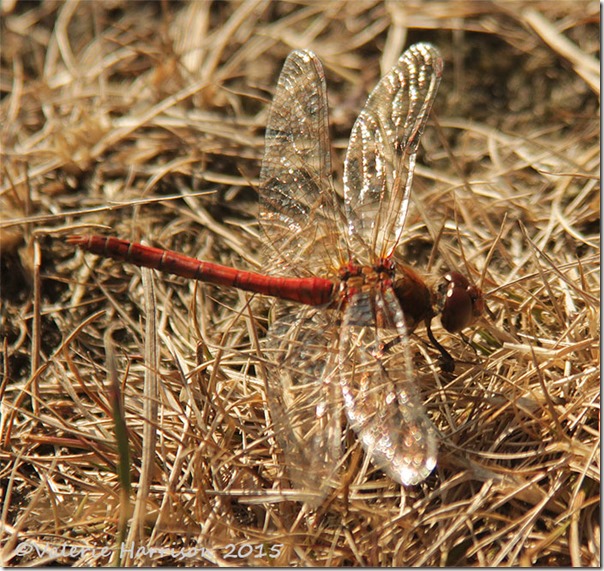 2-Common-Darter