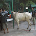 Kegiatan Praktik Kurban