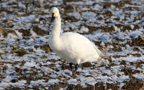 Kleine Zwaan - Lytse Swan - Cygnus bewickii