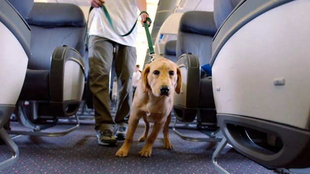 viajar en avión con mascota-perro de asistencia