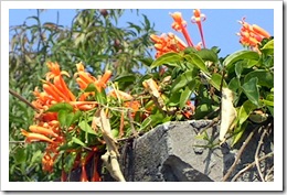 Flowering vine with tiny peaches in back of laundry room-1