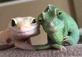 TWO FROGS