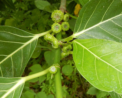 稜果榕的隱花果