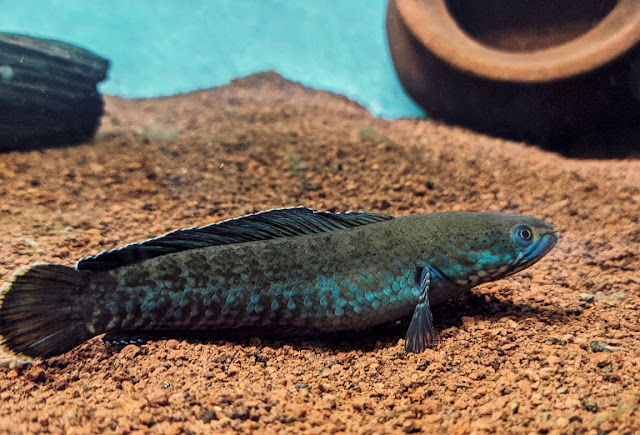 Mengenal ikan channa Barca Asal dan keunikannya