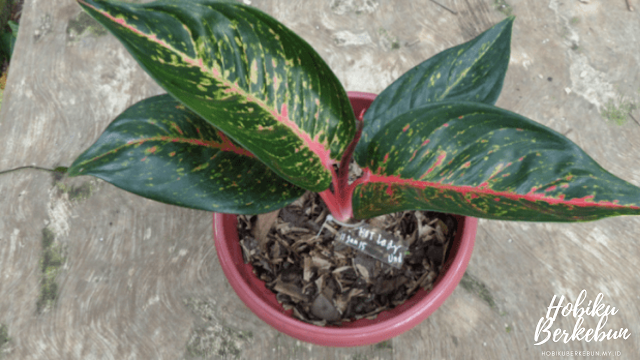 aglaonema tiara