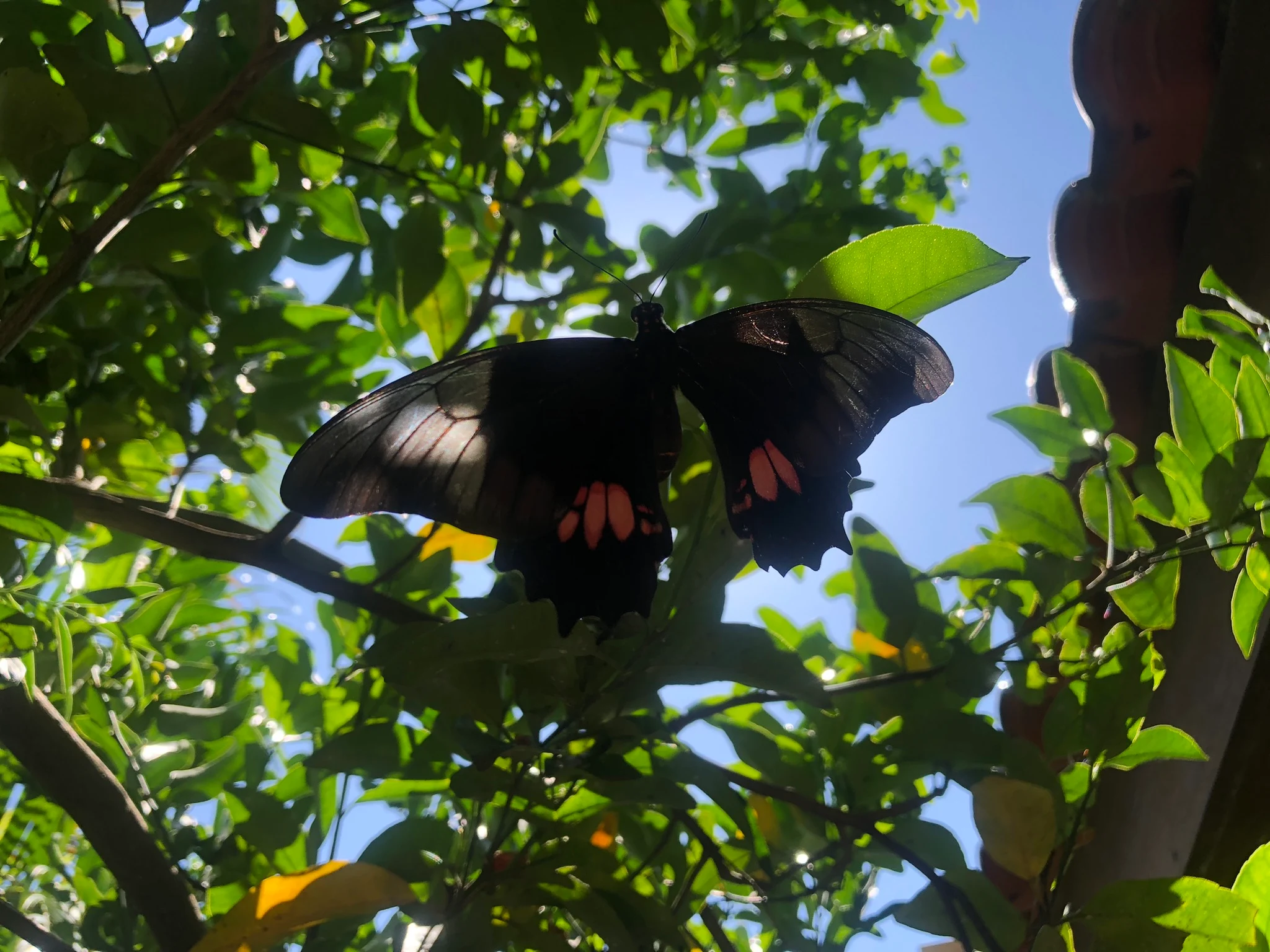 Borboleta Rosa-de-luto