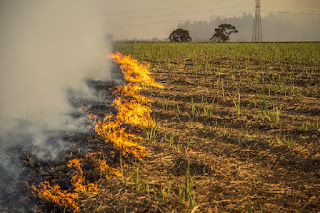 धान की पराली जलाने पर गाँव तारुआना में एक किसान पर थाना कालांवाली में एफआईआर दर्ज