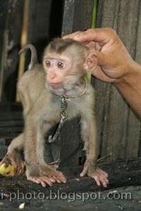 Ability of monkeys in Chiang Mai