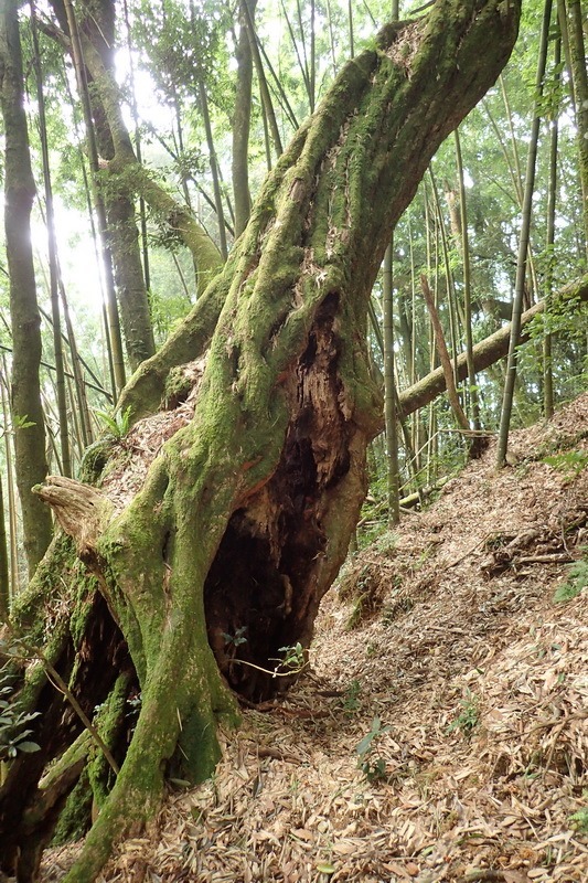 2014_1004 卓社林道登水社大山_031