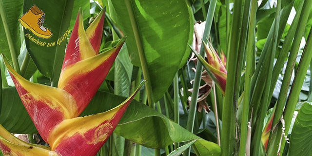 Heliconia en el Jardín de Aclimatación de La Orotava